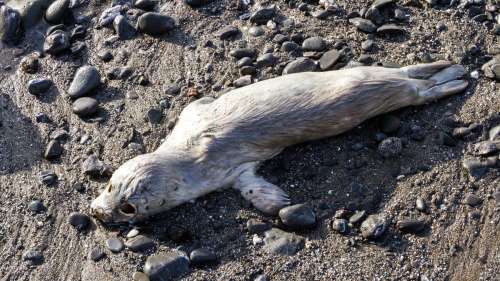 272 phoques ont été retrouvés morts au bord de la mer Caspienne