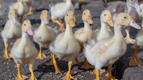 200 000 canards ont été abattus en France pour endiguer la grippe aviaire