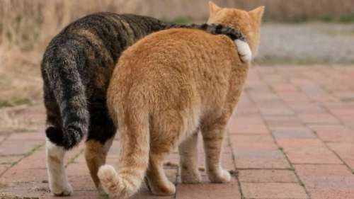 Ce talentueux photographe immortalise le drôle de quotidien des chats errants au Japon