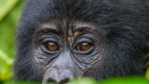 Covid-19 : Première infection détectée chez des gorilles dans un zoo à San Diego