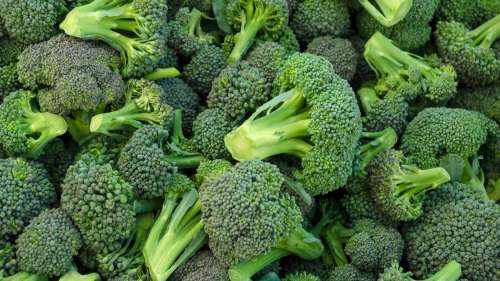 Le saviez-vous ? Les brocolis contiennent plus de vitamine C que les oranges