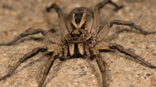 Australie : des familles font face à des invasions cauchemardesques d’araignées dans leur maison