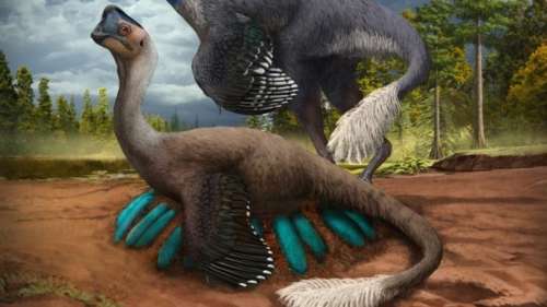 Découverte d’un fossile de dinosaure en Chine assis sur son nid d’œufs