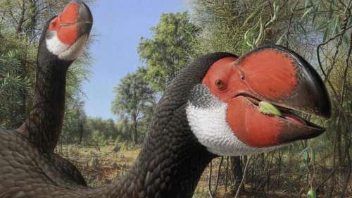 L’analyse des cerveaux d’oiseaux géants disparus révèle des « expériences évolutives extrêmes »