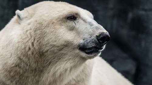 Cet hôtel en Chine provoque la polémique en exhibant des ours polaires