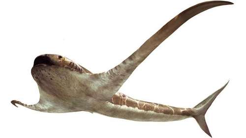 Cet étrange « requin manta » parcourait lentement les océans il y a 93 millions d’années