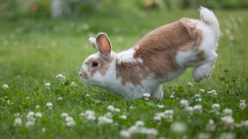 On sait enfin pourquoi les lapins marchent sur leurs pattes avant