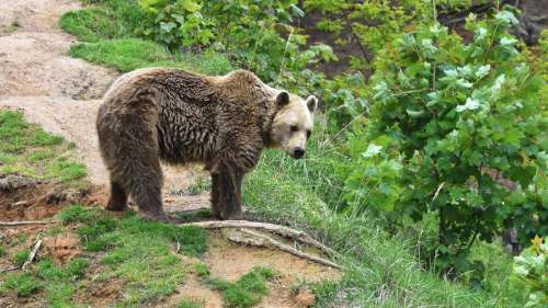 Augmentation du nombre d’ours dans les Pyrénées en 2020