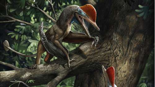 Ce petit ptérosaure est la plus ancienne créature connue dotée de pouces opposables
