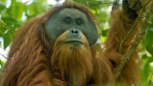 Le grand singe le plus rare de la planète pourrait bientôt s’éteindre