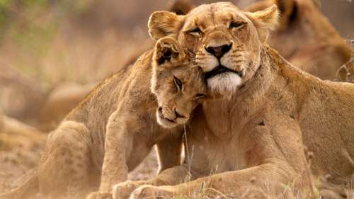 Vers l’interdiction de l’élevage de lions en captivité pour la chasse en Afrique du Sud