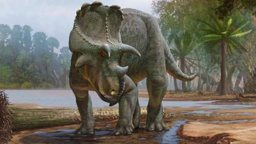 Ce nouveau dinosaure à cornes découvert aux États-Unis était un ancêtre du tricératops