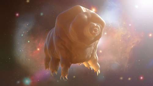 Les tardigrades peuvent survivre à des impacts à près de 3 000 km/h