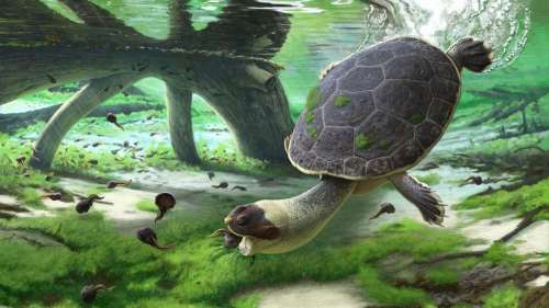 Cette tortue au visage de grenouille aspirait littéralement ses proies il y a des millions d’années