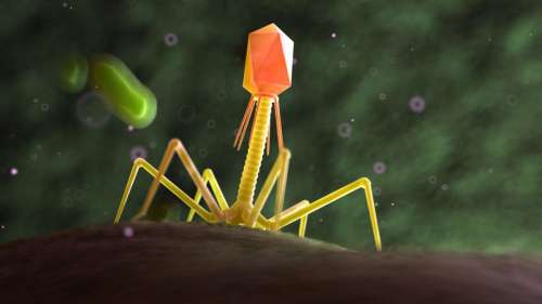 Certains virus ont un génome complètement différent de celui du reste de la vie terrestre