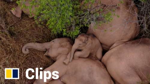 Un adorable groupe d’éléphants filmé en pleine sieste en Chine