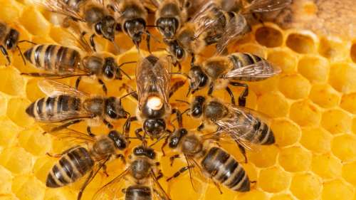Une seule abeille ouvrière s’est clonée des centaines de millions de fois