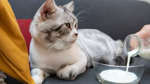 10 aliments qu’il ne faut surtout pas donner à votre chat