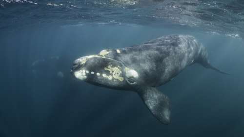 Les baleines franches ont significativement rétréci au cours des dernières décennies
