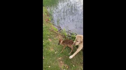 Ce chien sauve un faon de la noyade et prend soin de lui en attendant le retour de sa mère
