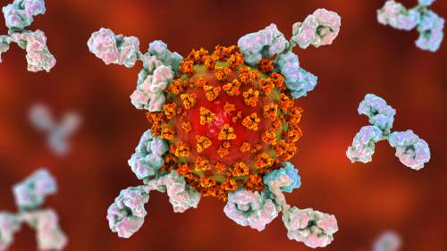 Covid-19 : les infections légères entraînent une protection par anticorps tout au long de la vie