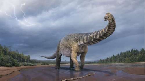 Le plus grand dinosaure découvert en Australie en 2006 appartient à une nouvelle espèce