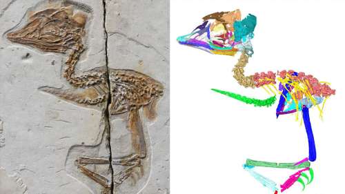 Cette créature du Crétacé possédait un crâne semblable à celui des T. Rex et un corps d’oiseau
