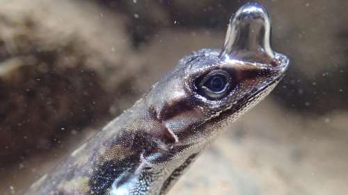Ces lézards utilisent une technique géniale pour respirer sous l’eau