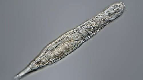 Ces minuscules créatures ont été ressuscitées après 24 000 ans dans le pergélisol sibérien
