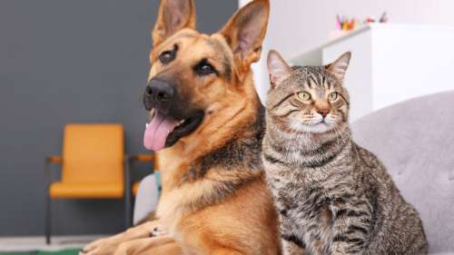 Covid-19 : le taux de contamination des chats et des chiens par leurs propriétaires est extrêmement élevé