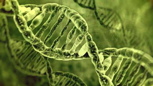 Seul 7 % de notre génome est « exclusivement humain »