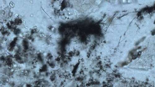 Des fossiles de microbes primordiaux découverts dans des roches vieilles de 3,4 milliards d’années