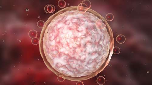 Plus besoin d’ovaires : des ovules viables cultivés pour la première fois en laboratoire