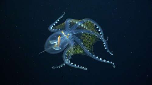 Des scientifiques rencontrent une étonnante « pieuvre de verre » au fond du Pacifique