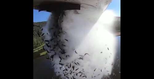 Un avion effectue un impressionnant largage de poissons pour repeupler un lac de l’Utah