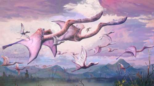 Les bébés ptérosaures pouvaient probablement voler quelques minutes après être sortis de l’œuf