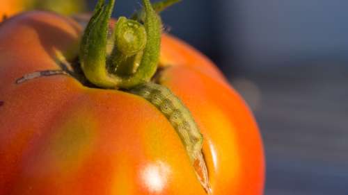 Les tomates sont dotées d’une sorte de système nerveux qui les prévient en cas d’attaque