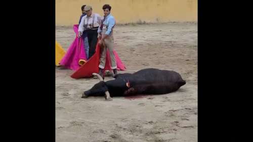 En France, il est toujours légal de torturer un taureau pour s’amuser