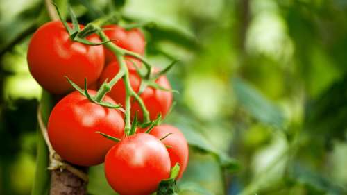10 faits fascinants que vous ignorez peut-être sur les tomates