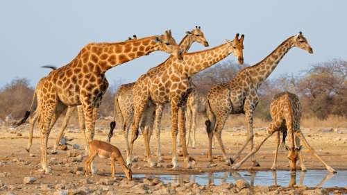 Les girafes ont une vie sociale étonnamment complexe, comparable à celle des éléphants