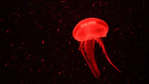 Une méduse rouge-sang découverte dans l’océan Atlantique pourrait être une nouvelle espèce