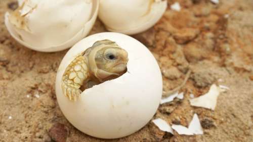 Découverte d’un œuf de tortue fossilisé datant du Crétacé contenant un embryon