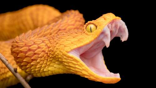 Des scientifiques pensent savoir comment les serpents ont obtenu leurs crochets