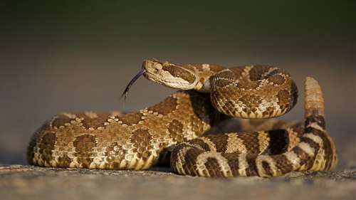 Les serpents à sonnette utilisent une illusion auditive pour nous faire croire qu’ils sont proches