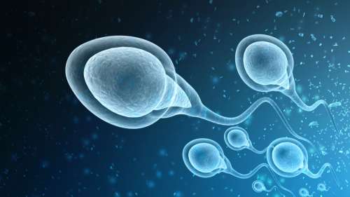 Découverte d’une méthode de contrôle des naissances avec des anticorps anti-spermatozoïdes