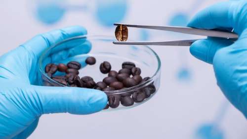 Des scientifiques cultivent du café en laboratoire pour limiter la déforestation