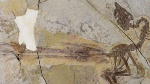 Cet oiseau ayant vécu il y a 120 millions d’années possédait une queue très peu fonctionnelle