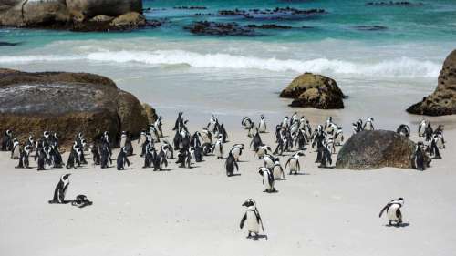 Des dizaines de pingouins menacés d’extinction tués après avoir été piqués par des abeilles