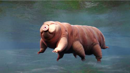 7 faits fascinants sur les tardigrades, ces animaux réputés indestructibles