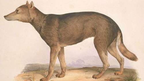 Aujourd’hui éteint, le loup japonais serait le plus proche parent sauvage connu du chien